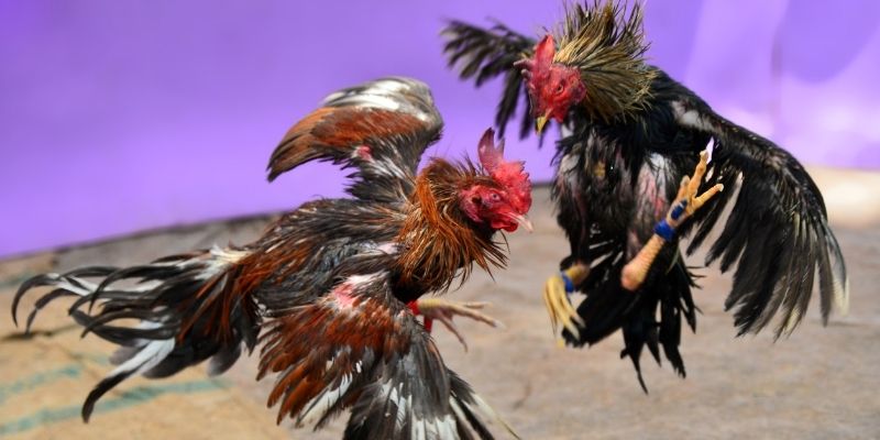 ae888 com nổ hũ tiếng anh là gì