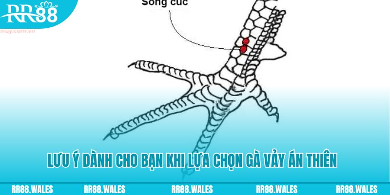 ae888 com how to play roulette at casino