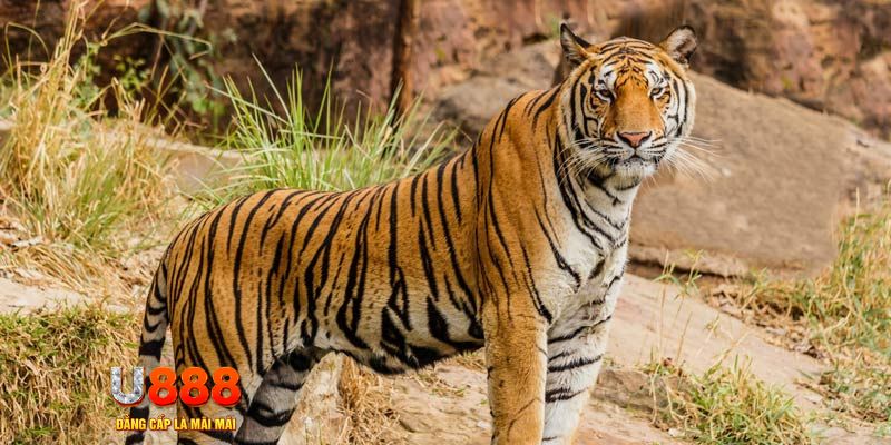 ae888 com ban ca vip online