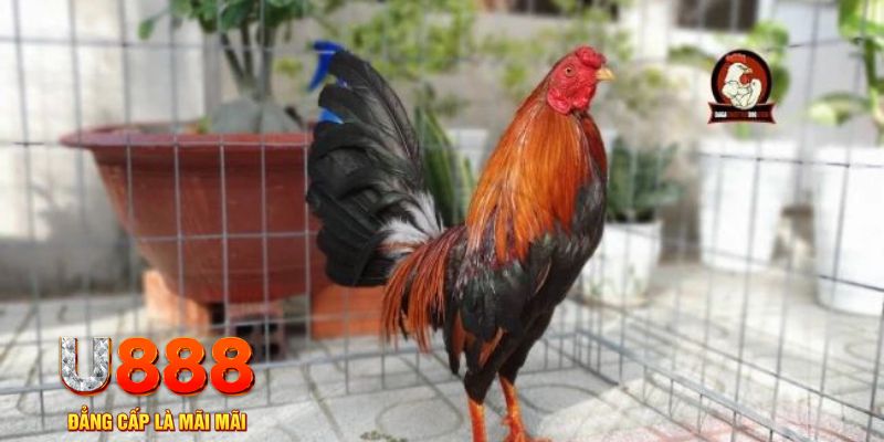 ae888 com nổ hũ chơi như thế nào