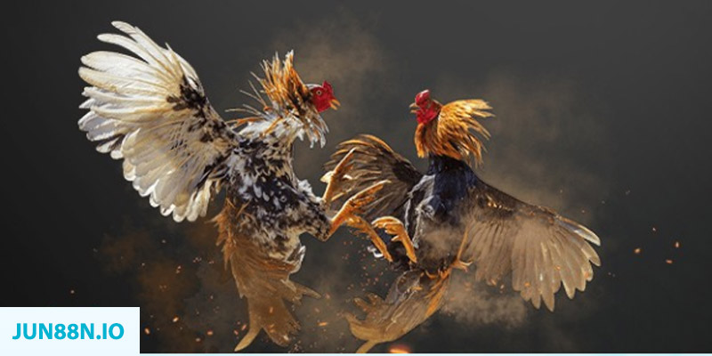 ae888 com đăng nhập sòng bạc miễn phí