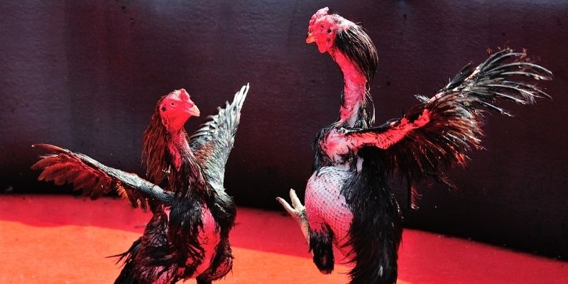 ae888 com Spribe Điện Tử